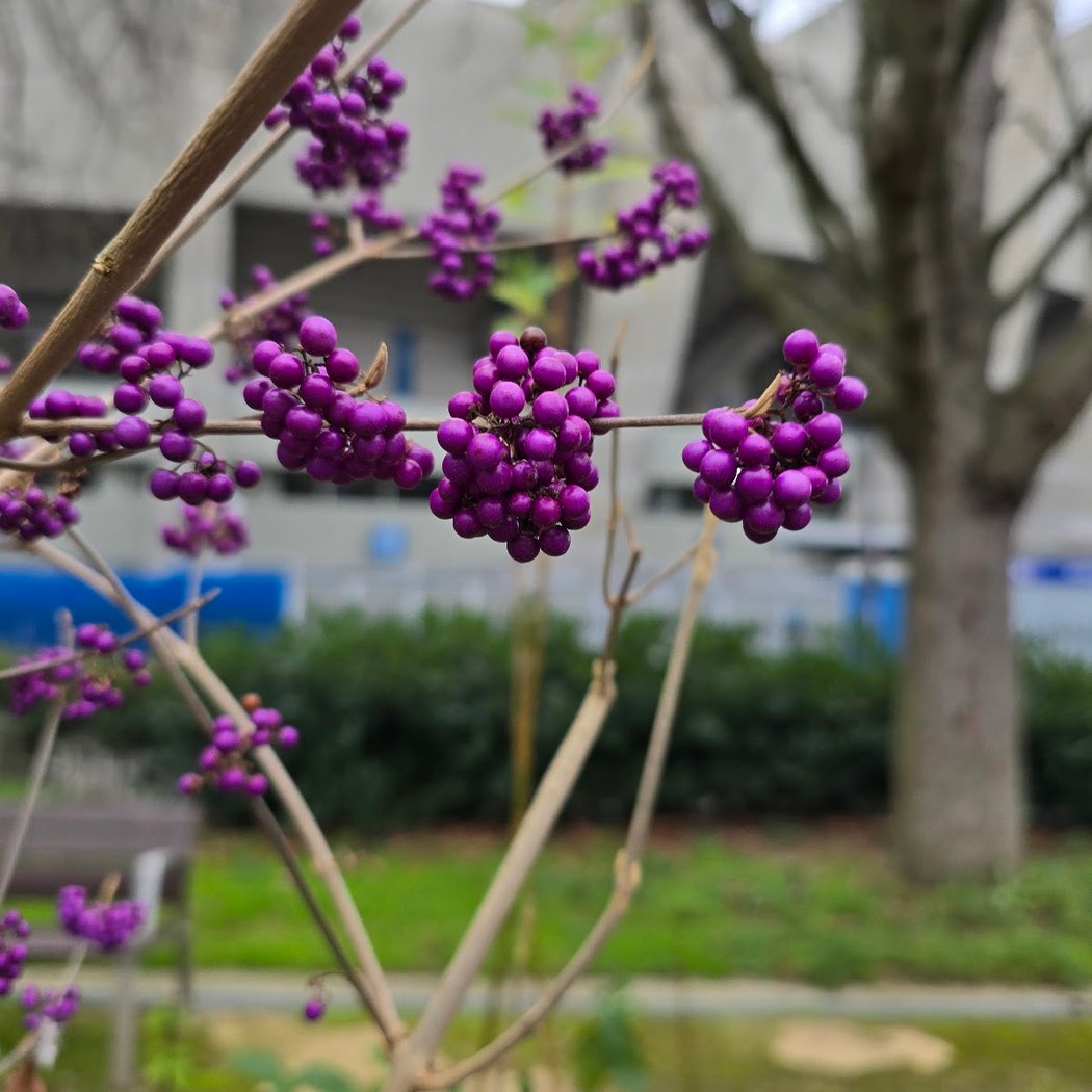 Jardin Guilbaud 3